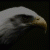 1721.gif
