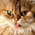 1554.gif