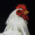1366.gif
