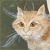 1058.gif