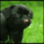 1274.gif