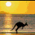 377.gif